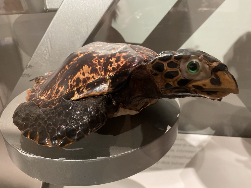 Statue of a Turtle at the `Uitsterven` exhibition at the second floor of the Natuurmuseum Brabant