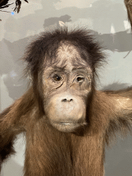 Stuffed Orangutan at the `Uitsterven` exhibition at the second floor of the Natuurmuseum Brabant