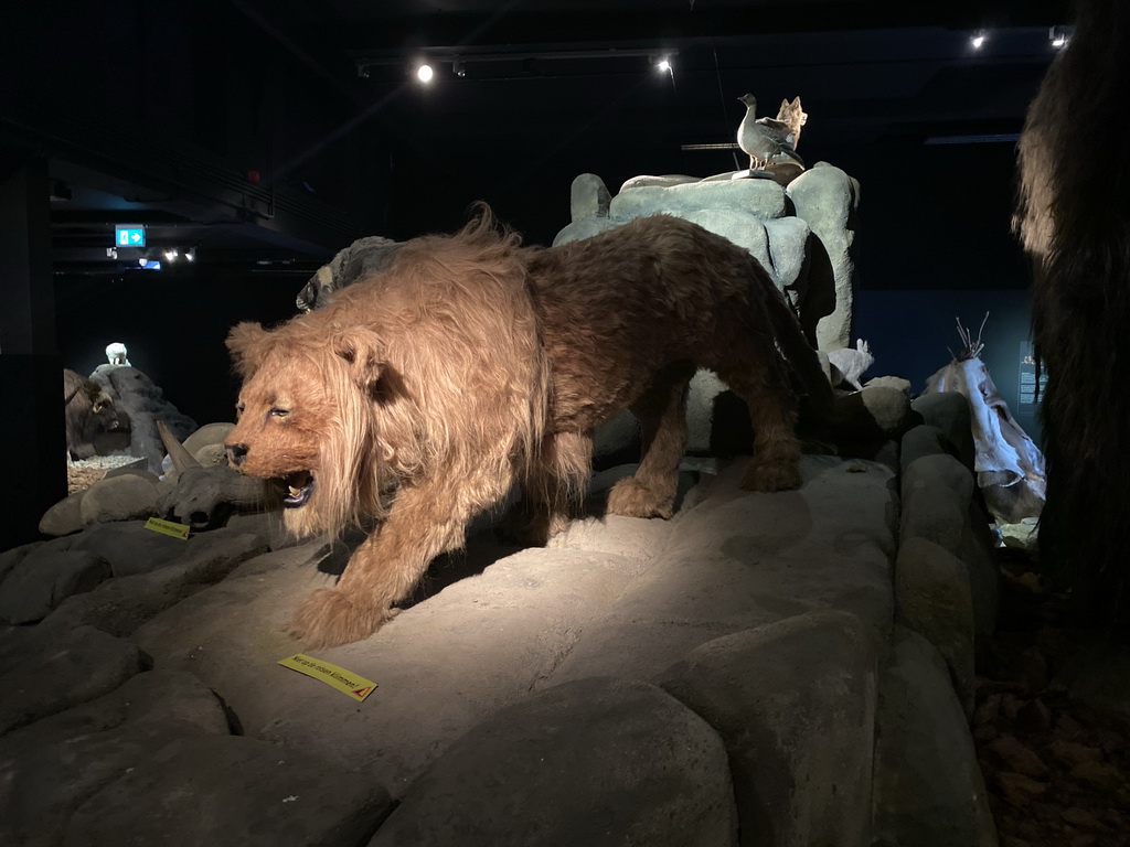 Wax statue of a prehistoric Lion at the `IJstijd!` exhibition at the ground floor of the Natuurmuseum Brabant