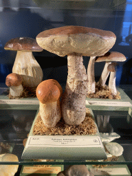 Orange Birch Bolete at the OO-zone at the ground floor of the Natuurmuseum Brabant, with explanation