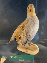 Stuffed Partridge at the OO-zone at the ground floor of the Natuurmuseum Brabant, with explanation