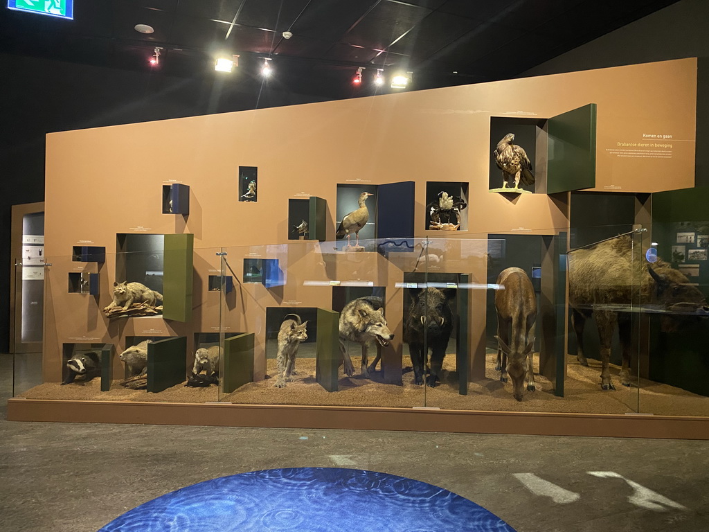 Stuffed animals at the `Jouw Brabant, mijn Brabant - een landschap vol herinneringen` exhibition at the first floor of the Natuurmuseum Brabant