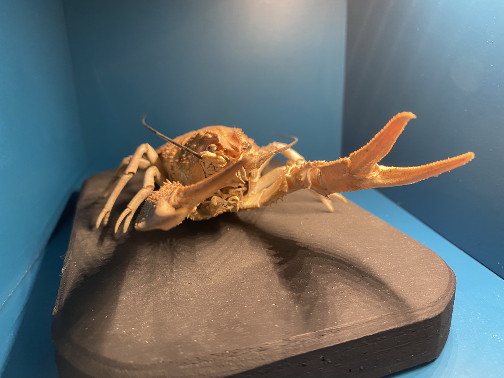 Stuffed Signal Crayfish at the `Jouw Brabant, mijn Brabant - een landschap vol herinneringen` exhibition at the first floor of the Natuurmuseum Brabant