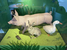 Stuffed frog, pig, rat, hare and duck at the `Kikker is hier!` exhibition at the second floor of the Natuurmuseum Brabant