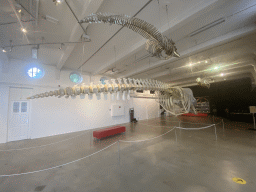 Skeletons of a Dolphin, a Sperm Whale and a Sea Lion at the ground floor of the Natuurmuseum Brabant