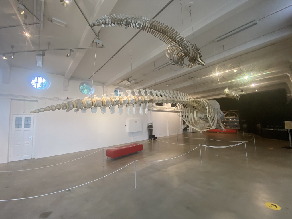 Skeletons of a Dolphin, a Sperm Whale and a Sea Lion at the ground floor of the Natuurmuseum Brabant