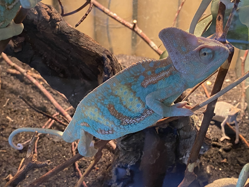 Veiled Chameleon at the Ground Floor of the main building of the Dierenpark De Oliemeulen zoo