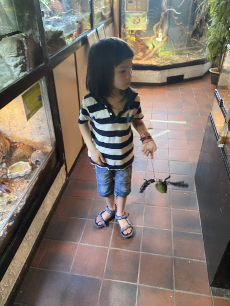 Max with a spider toy at the Ground Floor of the main building of the Dierenpark De Oliemeulen zoo