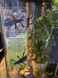 `Black Beauty` Stick Insects at the Ground Floor of the main building of the Dierenpark De Oliemeulen zoo, with explanation