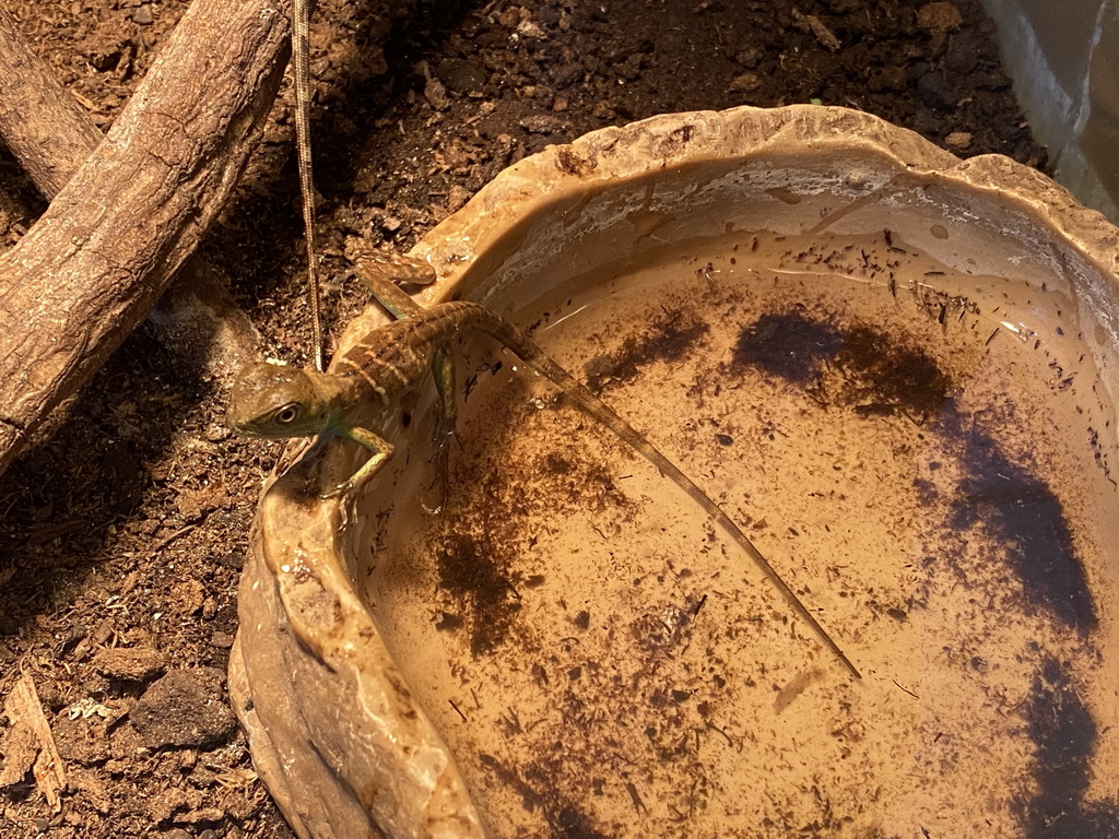 Lizard at the Ground Floor of the main building of the Dierenpark De Oliemeulen zoo, with explanation