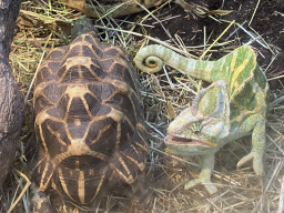 Veiled Chameleon and Indian Star Tortoise at the Ground Floor of the main building of the Dierenpark De Oliemeulen zoo