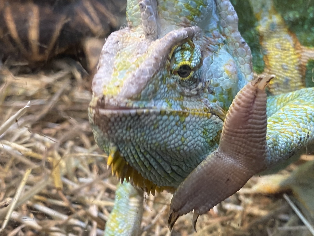 Veiled Chameleon at the Ground Floor of the main building of the Dierenpark De Oliemeulen zoo