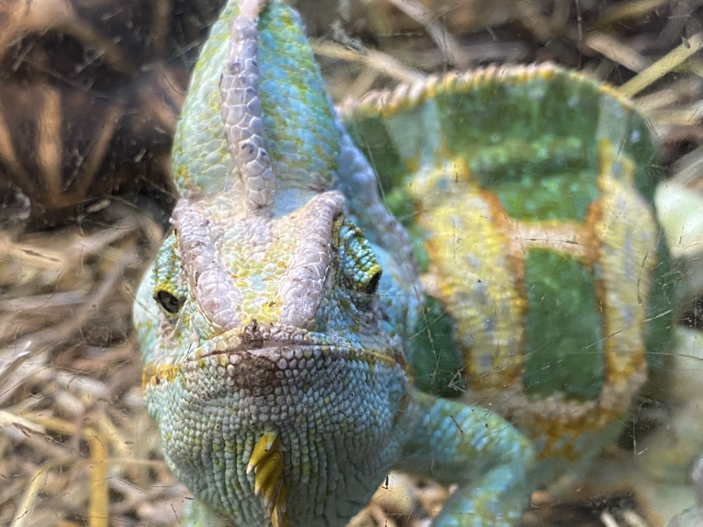 Veiled Chameleon at the Ground Floor of the main building of the Dierenpark De Oliemeulen zoo