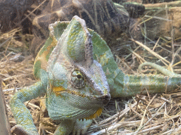 Veiled Chameleon at the Ground Floor of the main building of the Dierenpark De Oliemeulen zoo