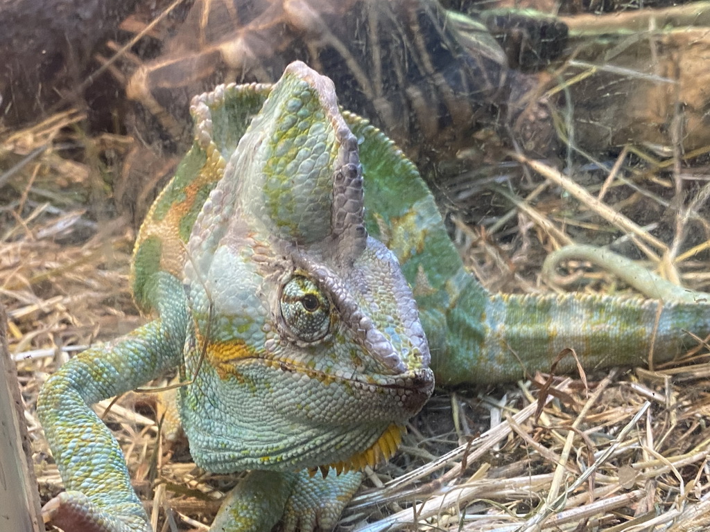 Veiled Chameleon at the Ground Floor of the main building of the Dierenpark De Oliemeulen zoo