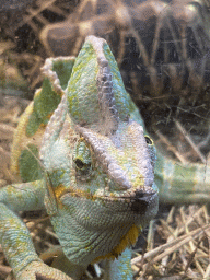 Veiled Chameleon at the Ground Floor of the main building of the Dierenpark De Oliemeulen zoo