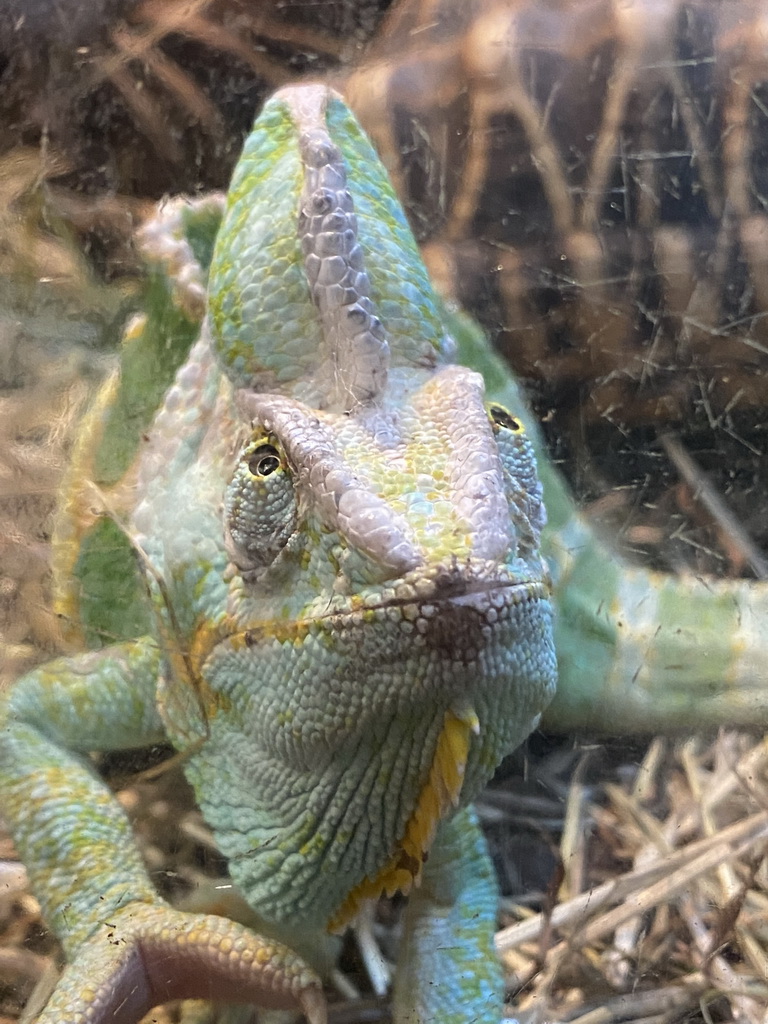 Veiled Chameleon at the Ground Floor of the main building of the Dierenpark De Oliemeulen zoo