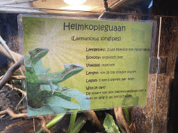 Explanation on the Eastern Casquehead Iguana at the Ground Floor of the main building of the Dierenpark De Oliemeulen zoo
