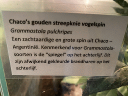 Explanation on the `Chaco Golden Knee` spider at the Ground Floor of the main building of the Dierenpark De Oliemeulen zoo
