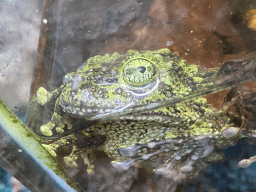 Toad at the Ground Floor of the main building of the Dierenpark De Oliemeulen zoo