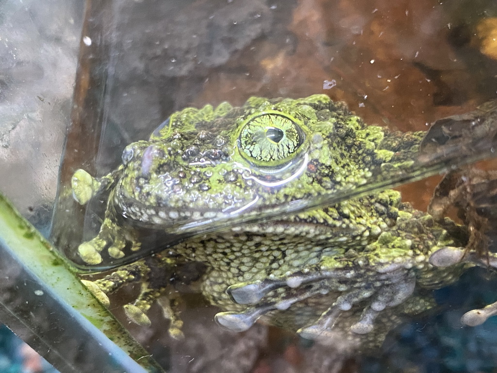 Toad at the Ground Floor of the main building of the Dierenpark De Oliemeulen zoo