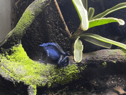 Blue Poison Dart Frog at the Ground Floor of the main building of the Dierenpark De Oliemeulen zoo