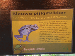 Explanation on the Blue Poison Dart Frog at the Ground Floor of the main building of the Dierenpark De Oliemeulen zoo