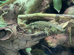 Lizard at the Ground Floor of the main building of the Dierenpark De Oliemeulen zoo