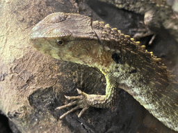 Lizard at the Ground Floor of the main building of the Dierenpark De Oliemeulen zoo