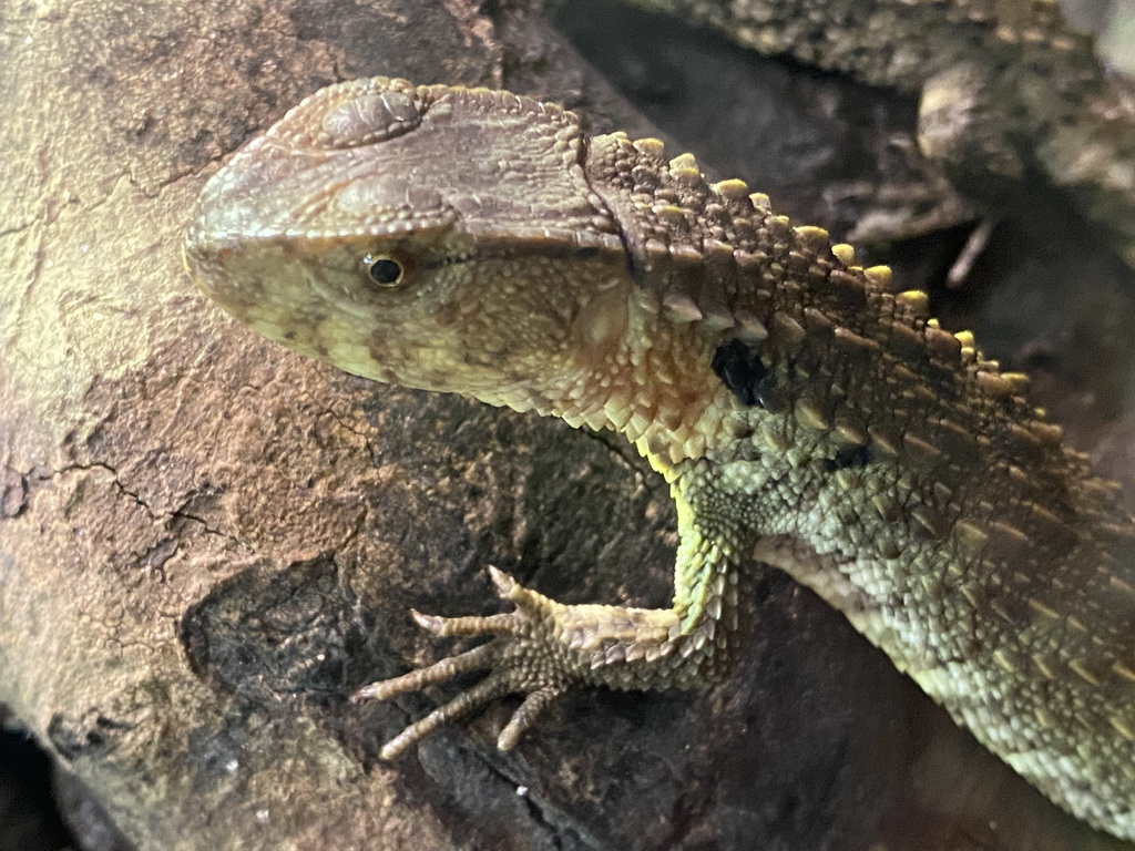 Lizard at the Ground Floor of the main building of the Dierenpark De Oliemeulen zoo