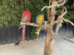 Blue-and-yellow Macaw and Red-and-green Macaw at the Dierenpark De Oliemeulen zoo