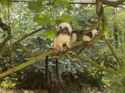 Cotton-top Tamarins at the Dierenpark De Oliemeulen zoo