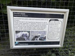 Explanation on the Cotton-top Tamarin at the Dierenpark De Oliemeulen zoo