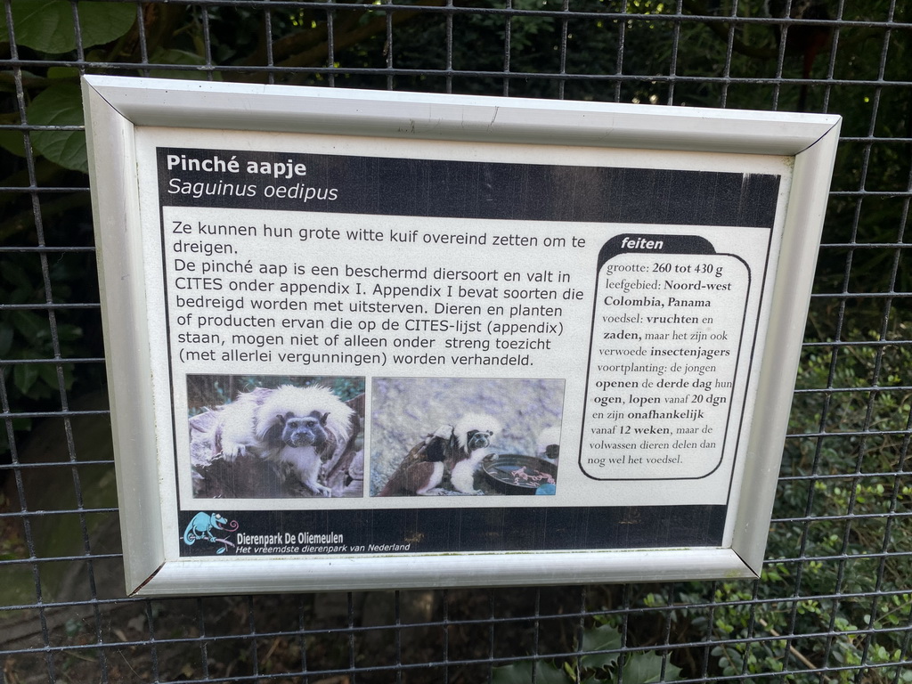 Explanation on the Cotton-top Tamarin at the Dierenpark De Oliemeulen zoo