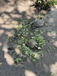 Tortoises at the Dierenpark De Oliemeulen zoo