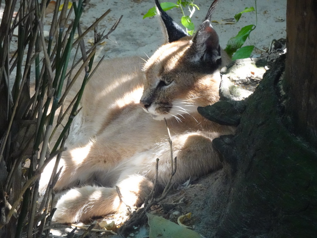 Caracal at the Dierenpark De Oliemeulen zoo