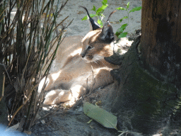 Caracal at the Dierenpark De Oliemeulen zoo