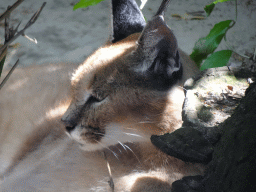 Caracal at the Dierenpark De Oliemeulen zoo