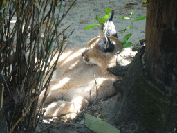 Caracal at the Dierenpark De Oliemeulen zoo