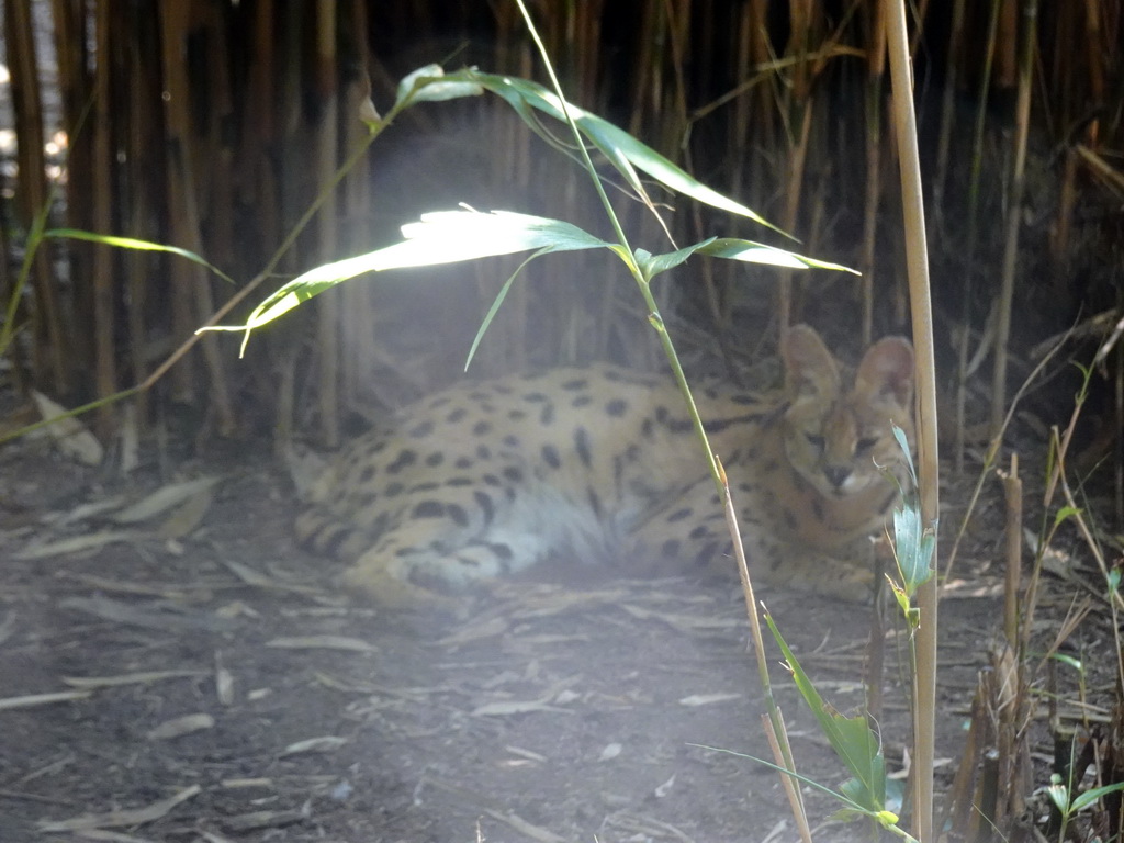 Serval at the Dierenpark De Oliemeulen zoo