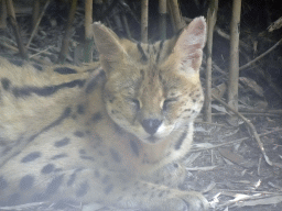 Serval at the Dierenpark De Oliemeulen zoo