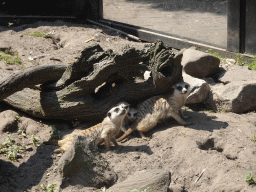 Meerkats at the Dierenpark De Oliemeulen zoo