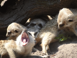 Meerkats at the Dierenpark De Oliemeulen zoo