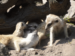 Meerkats at the Dierenpark De Oliemeulen zoo