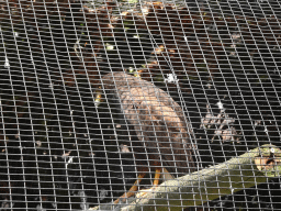Harris`s Hawk at the Dierenpark De Oliemeulen zoo