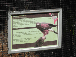Explanation on the Harris`s Hawk at the Dierenpark De Oliemeulen zoo