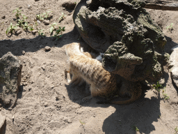 Meerkats at the Dierenpark De Oliemeulen zoo