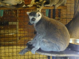 Ring-tailed Lemur at the Dierenpark De Oliemeulen zoo