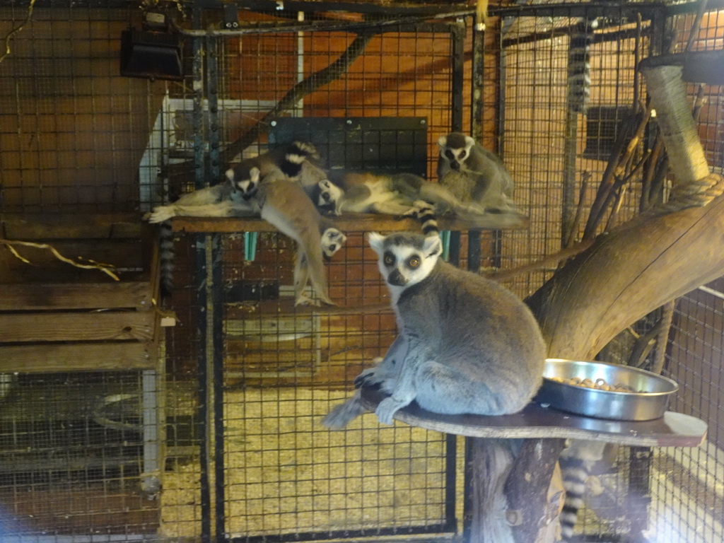 Ring-tailed Lemurs at the Dierenpark De Oliemeulen zoo