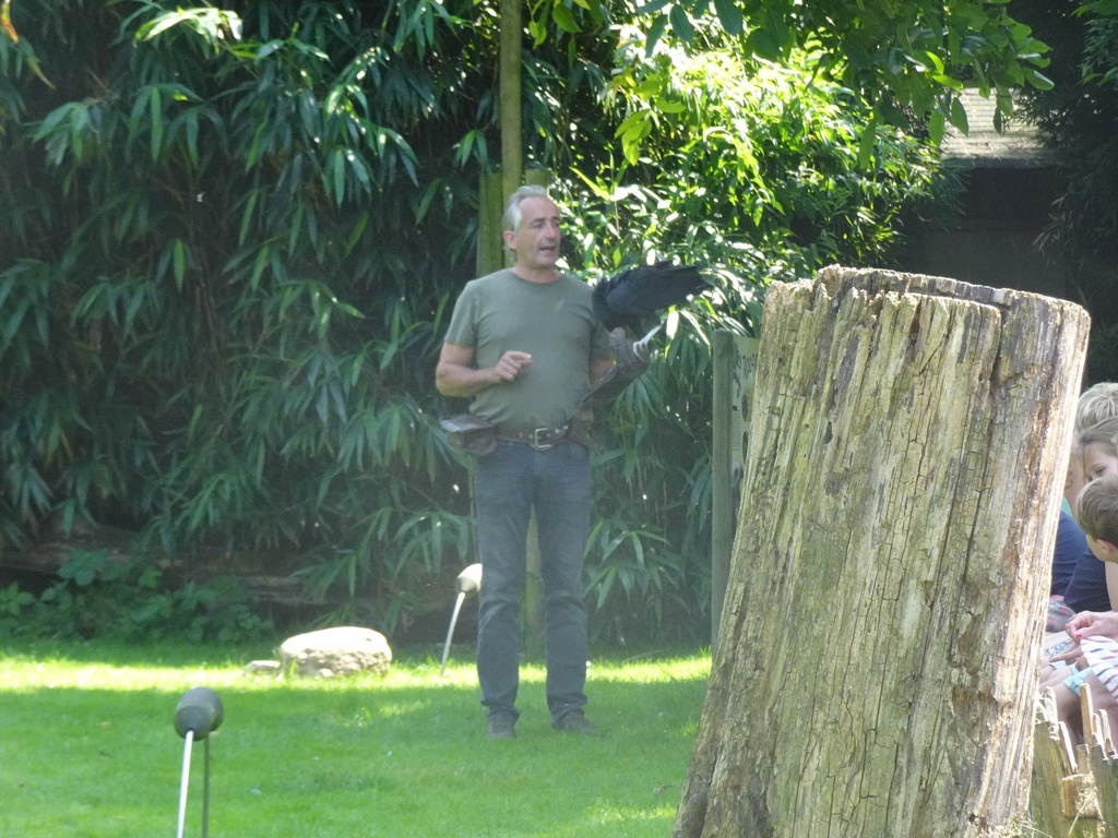 Zookeeper with a Black Vulture during the Birds of Prey Show at the Dierenpark De Oliemeulen zoo